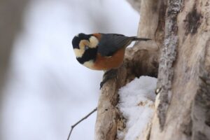 ヤマガラ2022年3月5日