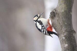 アカゲラ2022年3月12日