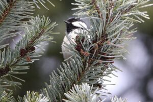 ヒガラ2022年3月12日