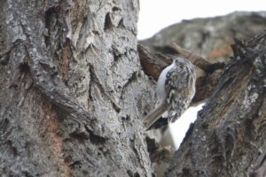 キバシリ2022年3月12日