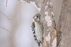 コゲラ2022年3月12日