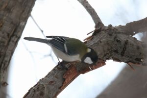 シジュウカラ2022年3月12日