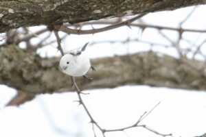 シマエナガ2022年3月12日