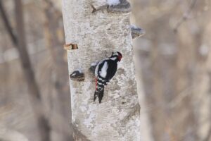 アカゲラ雄2021年3月21日