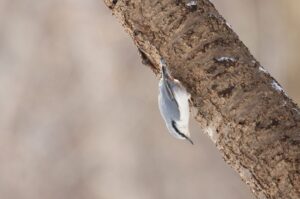 ゴジュウカラ2022年3月21日