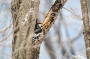 オオアカゲラ雄2022年3月21日