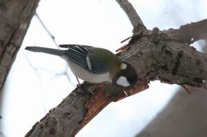 シジュウカラ2022年3月21日