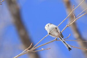 シマエナガ2022年3月21日1