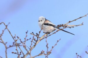 シマエナガ2022年3月21日2