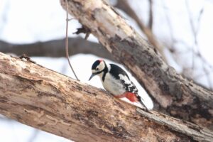 アカゲラ雄2022年3月27日