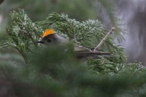 キクイタダキ雄2022年3月27日