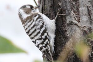 コゲラ2022年3月27日