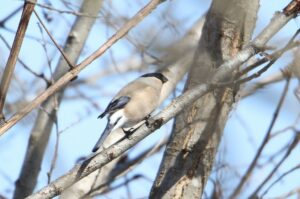 ウソ雌2022年3月27日