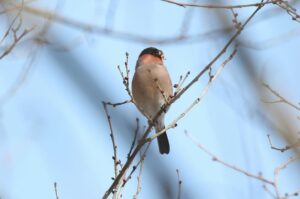 ウソ雄2022年3月27日