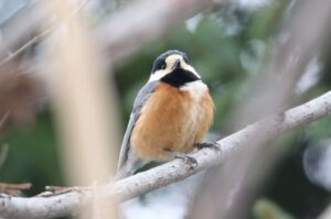 ヤマガラ2022年3月27日