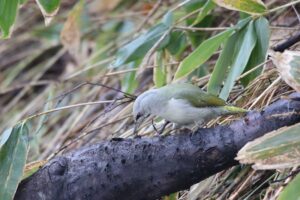 ヤマゲラ雌2022年3月27日
