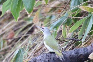 ヤマゲラ雄2022年3月27日