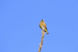 カワラヒワ雄2022年３月29日