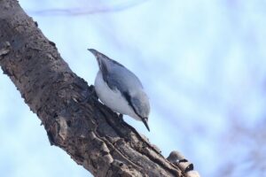 ゴジュウカラ2022年4月3日