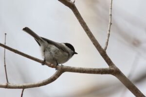 ハシブトガラ2022年4月3日