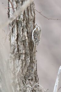 キバシリ2022年4月3日