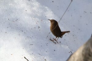 ミソサザイ2022年4月3日