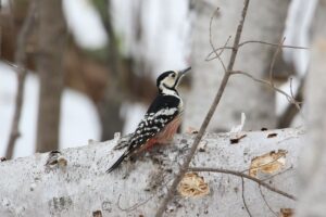 オオアカゲラ雌2022年4月3日