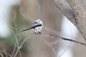 シマエナガ2022年4月3日
