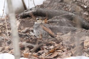 ツグミ2022年4月3日