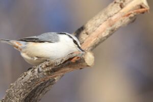 ゴジュウカラ2022年4月9日