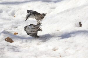 ゴジュウカラけんか2022年4月9日
