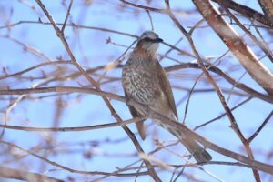 ヒヨドリ2022年4月9日