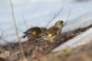 カワラヒワ2022年4月9日