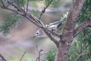キクイタダキ2022年4月9日
