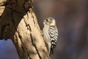 コゲラ2022年4月9日