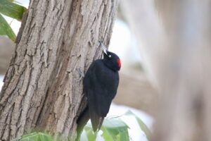 クマゲラ雌2022年4月9日