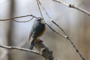 ルリビタキ雄2022年4月9日
