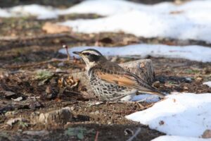 ツグミ2022年4月9日