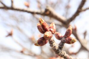 桜2022年4月11日1