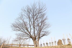 展望台の一本桜2022年4月11日