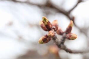 旭山記念公園の桜2022年4月15日1桜