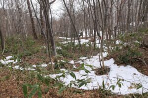 旭山記念公園の様子2022年4月15日6