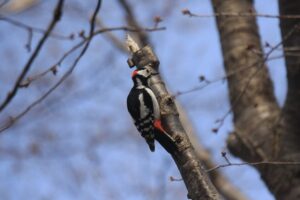 アカゲラ雄2022年4月15日