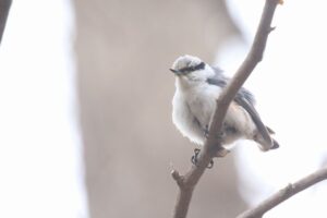 ゴジュウカラ2022年4月15日