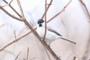 ハシブトガラ2022年4月15日