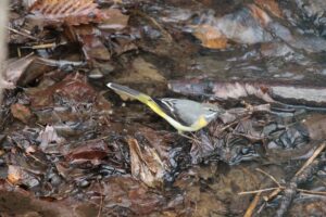 キセキレイ2022年4月15日