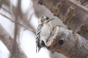 コゲラ2022年4月15日