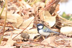 シジュウカラ2022年4月15日