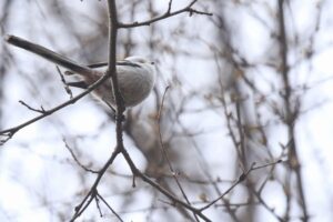 シマエナガ2022年4月15日