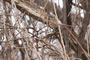 ツグミ2022年4月15日
